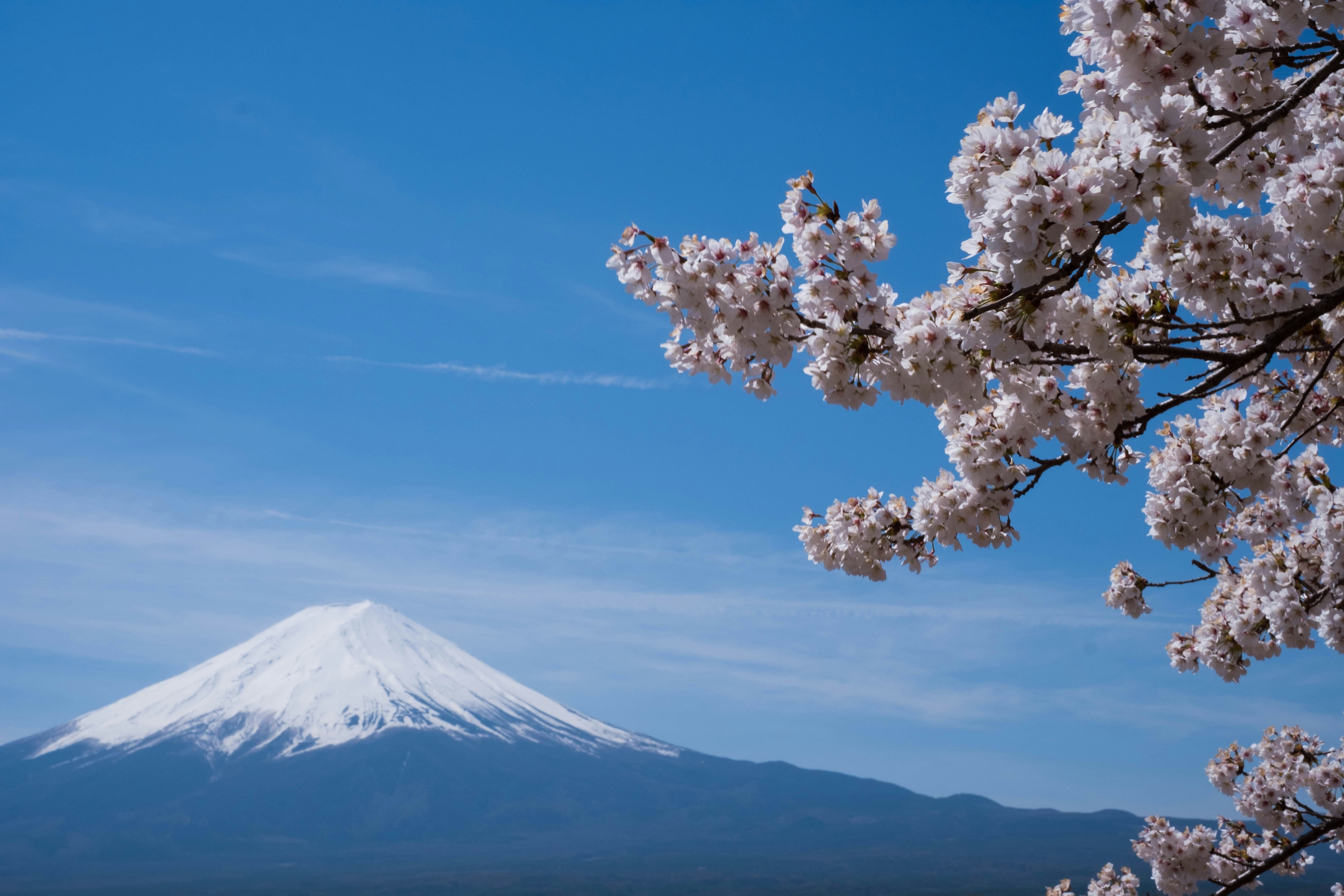 Sakura in front of Mount. Fuji